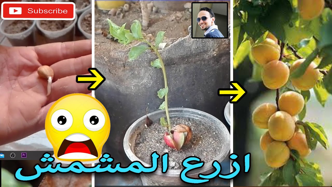 زراعة المشمش من البذور بطريقة مضمونة الجزء الاول - Growing apricots from seeds in a safe way