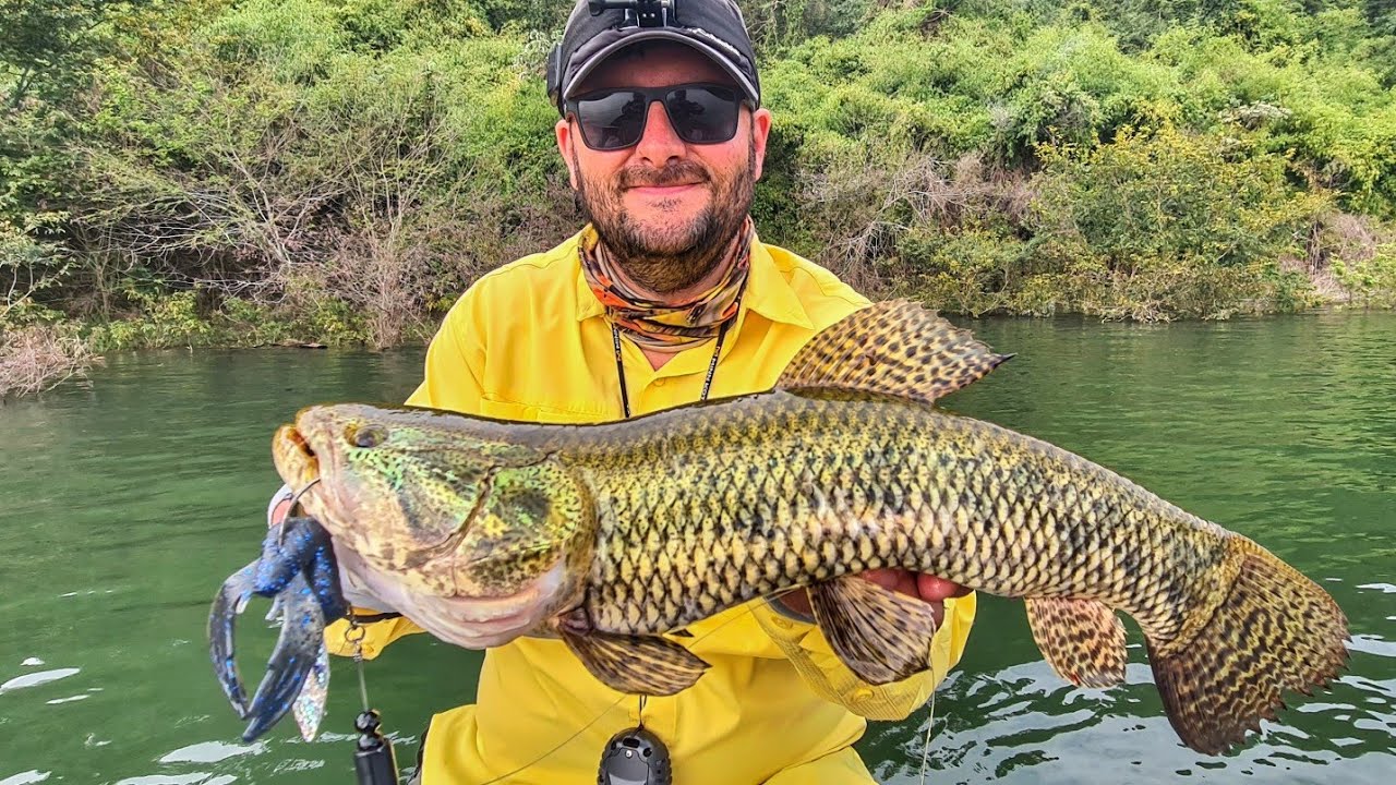 As trairas estavam doidas por essa isca!!! Pesca com isca de fundo - Salto Santiago - Rio Iguaçu