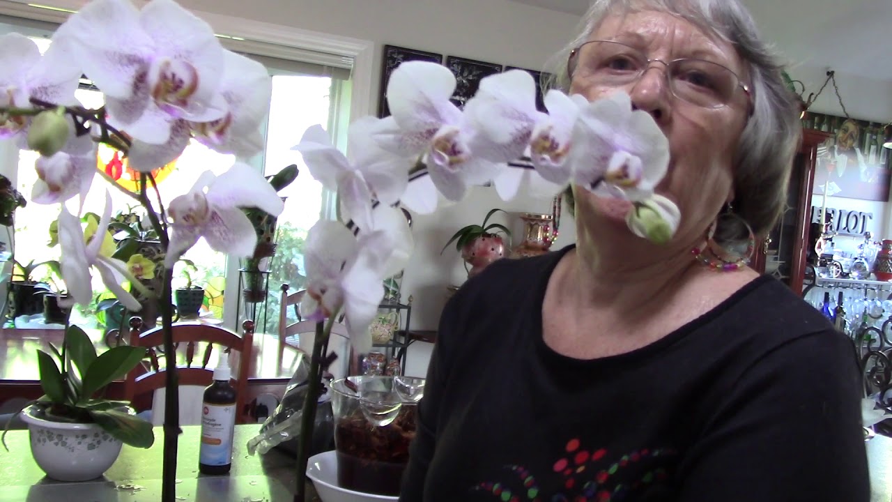 Two phalaenopsis grocery store buys, split leaves re-potting and more