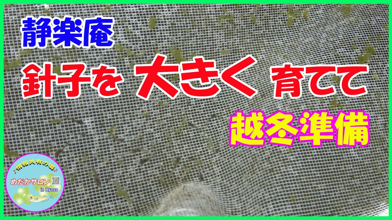 第179回【メダカ針子の冬越し談義 in  静楽庵】