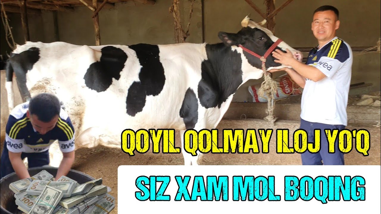MANA SIZGA DAROMAD. KO'RIB MAZZA QILING