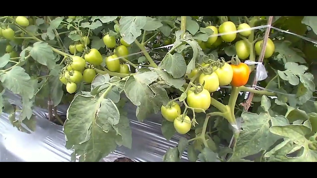 Tomat Servo F1 Umur 60 HST Potensi 5 kg Perpohon