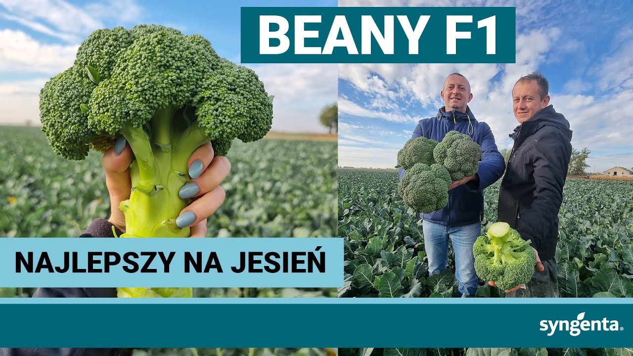 Beany F1 - Najlepszy brokuł🥦 na jesień!