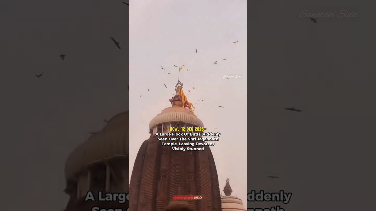 Large Flock of Birds Over Shri Jagannath Temple Stuns Devotees: Omen or Coincidence? 👀 #shorts