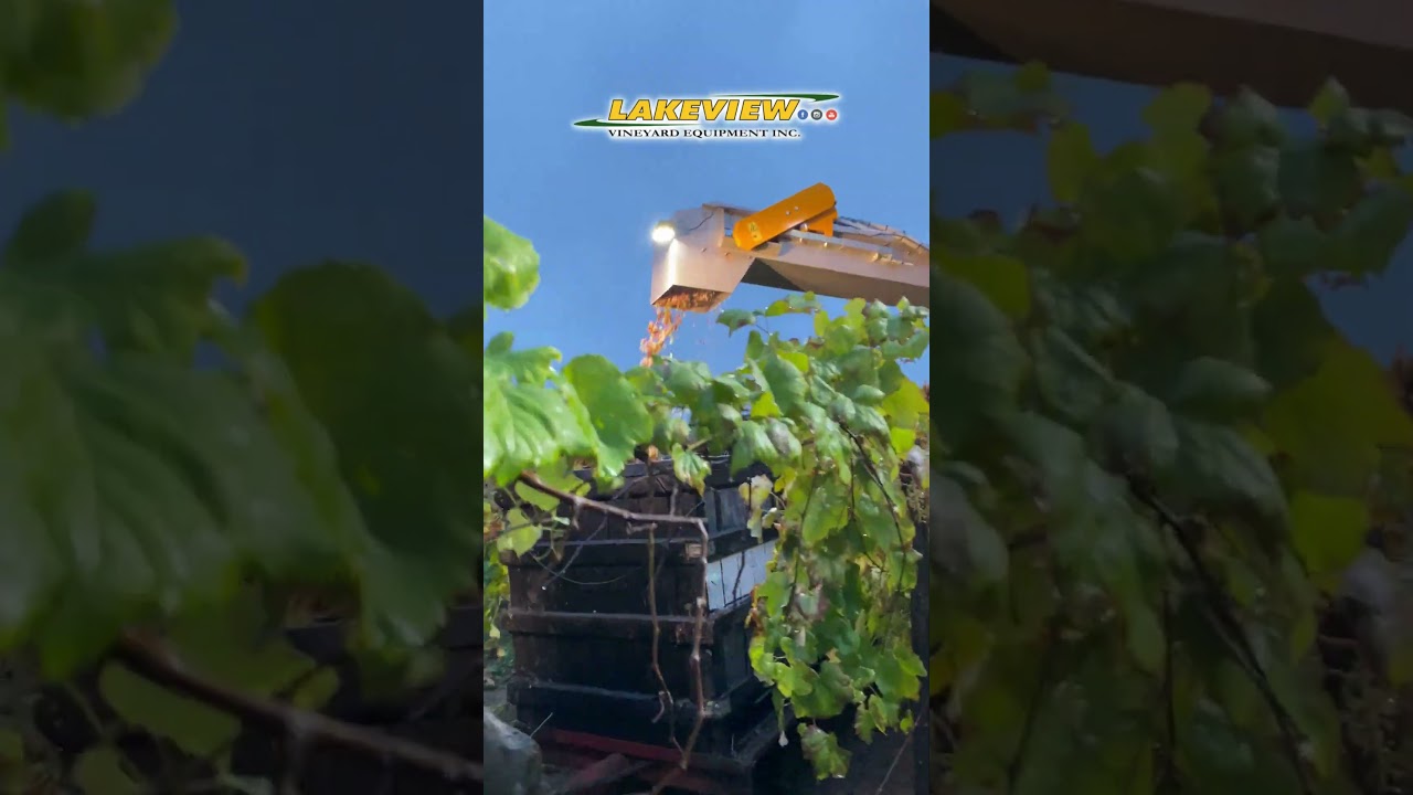 Picking grapes in the rain! Gregoire GX9 Grape Harvester