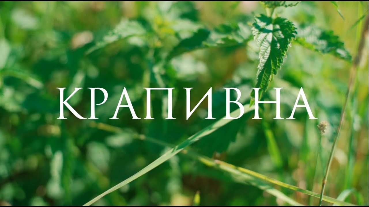 Крапивна. Видеоэкскурсия