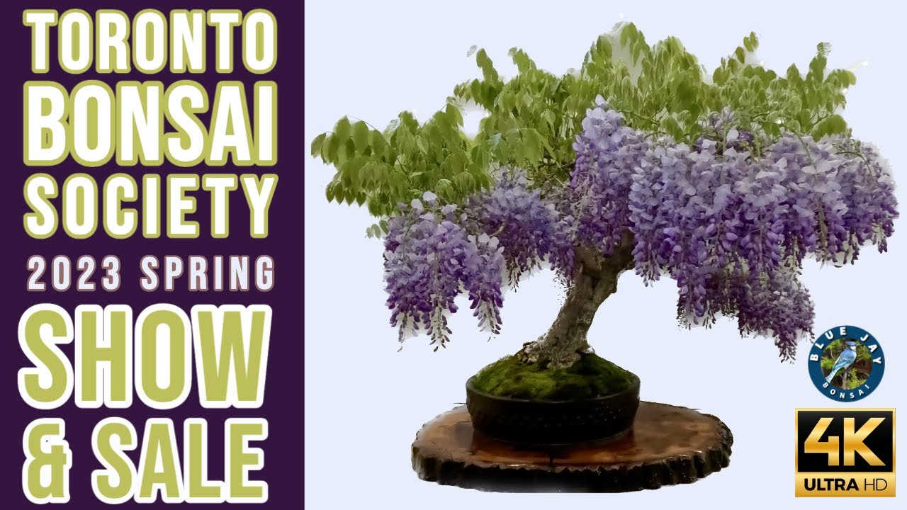 Toronto Bonsai Society Spring 2023 Show and Sale