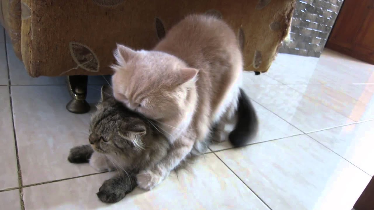 猫の交尾　奇声をあげる　mating cats
