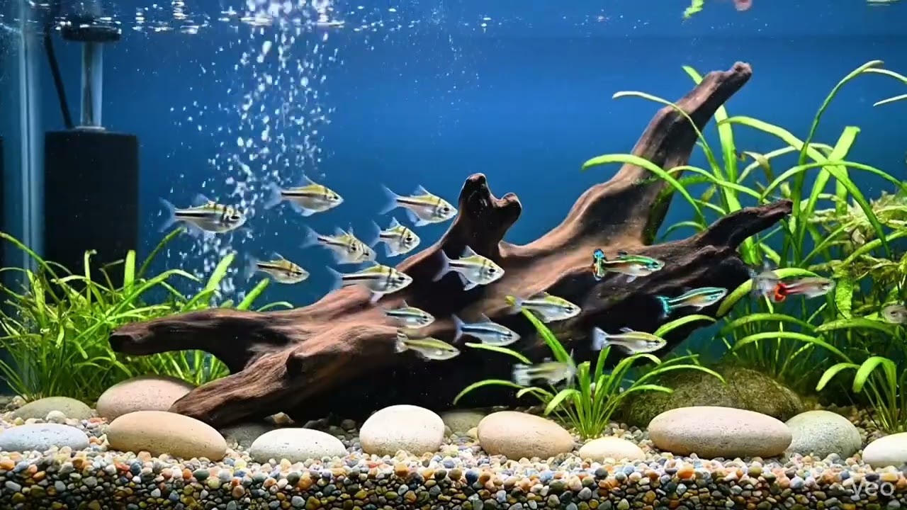 Aquarium  l Relax l relaxingmusic  l aromatherapy  l water  l spa music | fish tank |