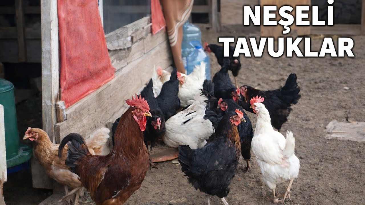 Tavuklarımızı besledik. Yumurtalarımızı topladık.