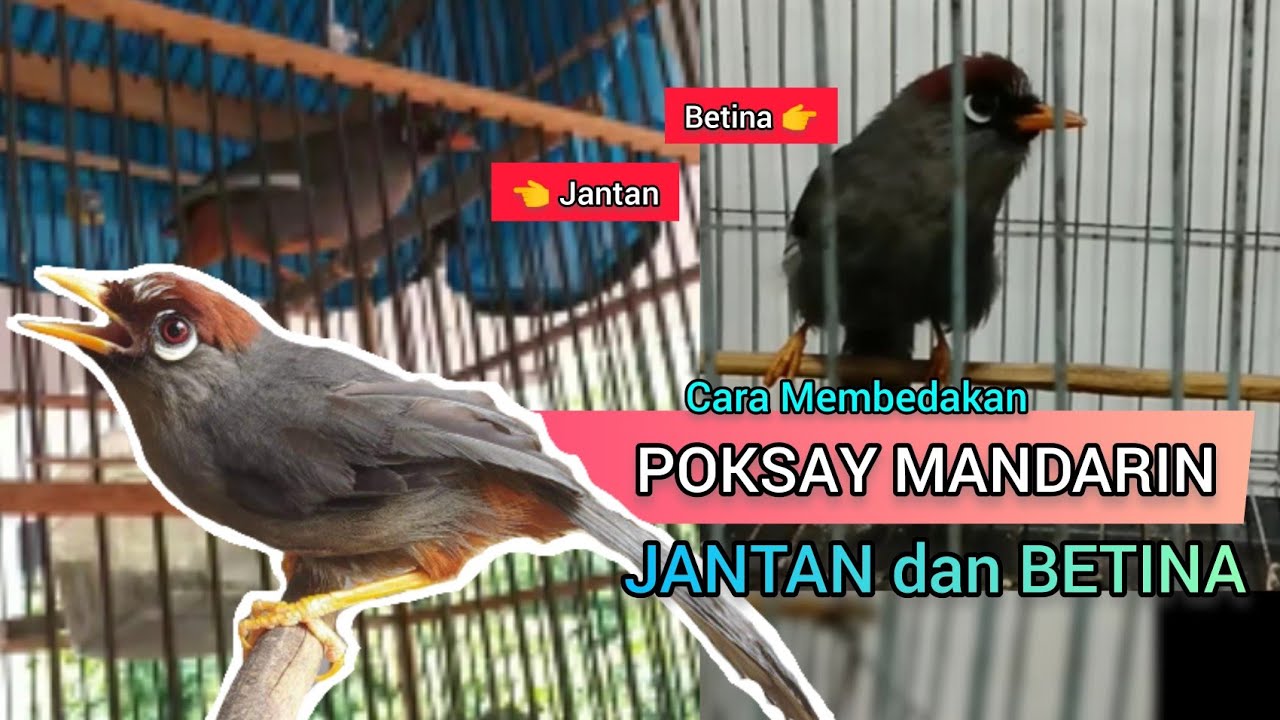 Membedakan Poksay Mandarin Jantan Betina