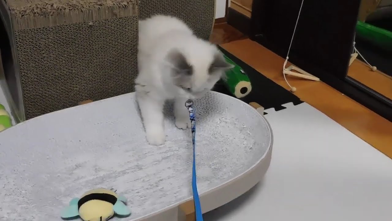 ミルクの散歩