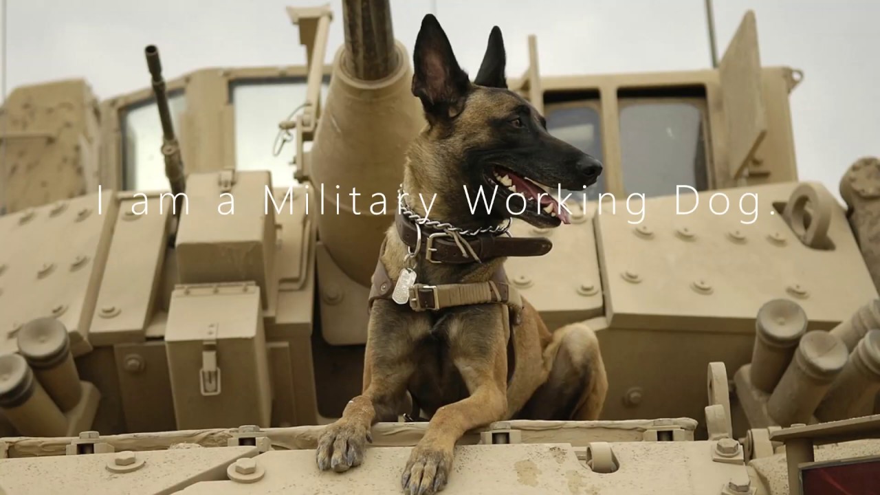 Military Working Dog Tribute