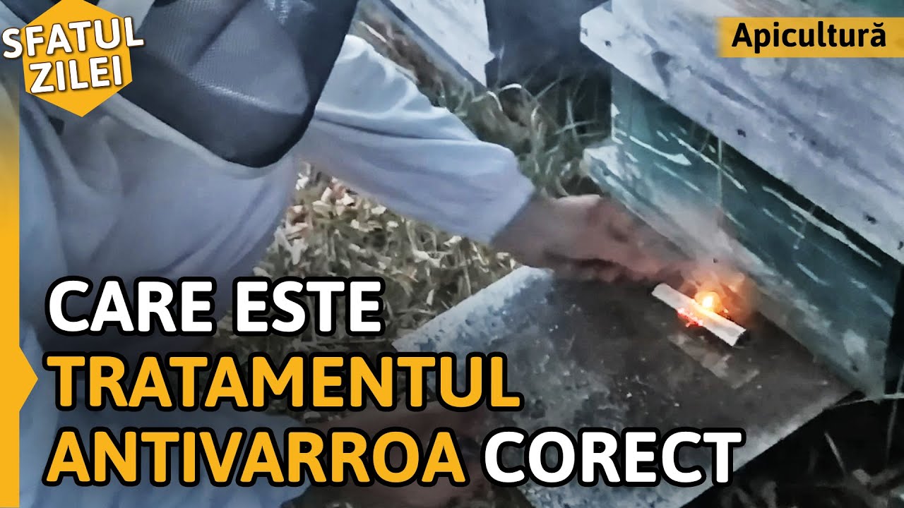 Care este TRATAMENTUL ANTIVARROA CORECT? [Sfatul zilei]