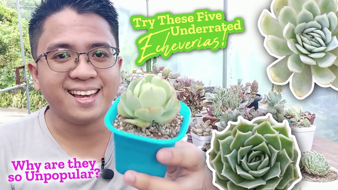 5 UNDERRATED Echeverias You Should Try / Unpopular Beautiful Succulents