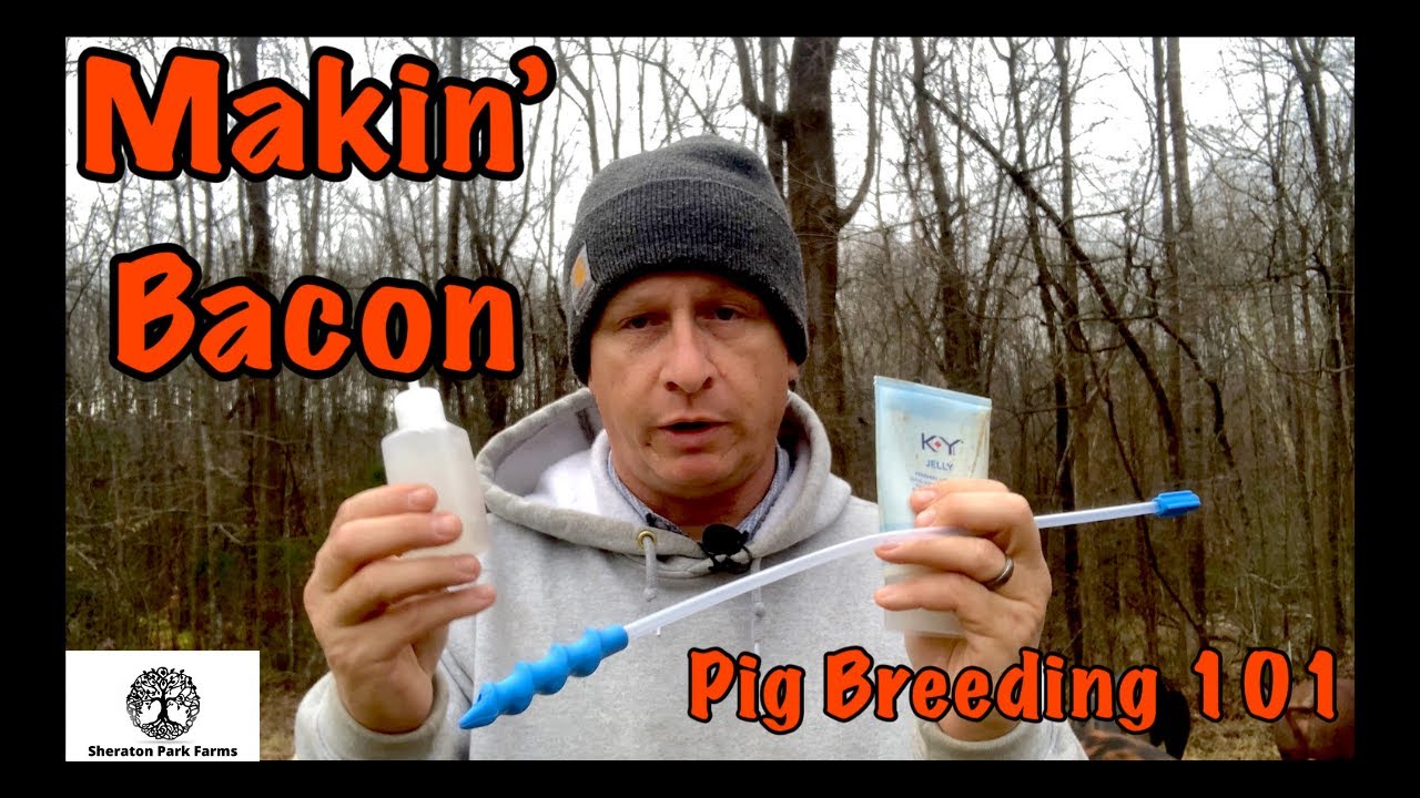 How to Successfully Breed Pastured Pigs