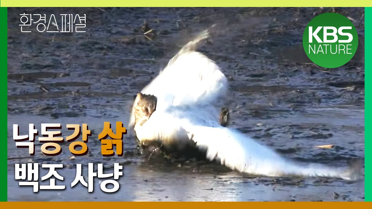 환경스페셜 &lsquo;나를 부탁해, 낙동강 큰고니 이야기&rsquo;/ KBS 20100310 방송