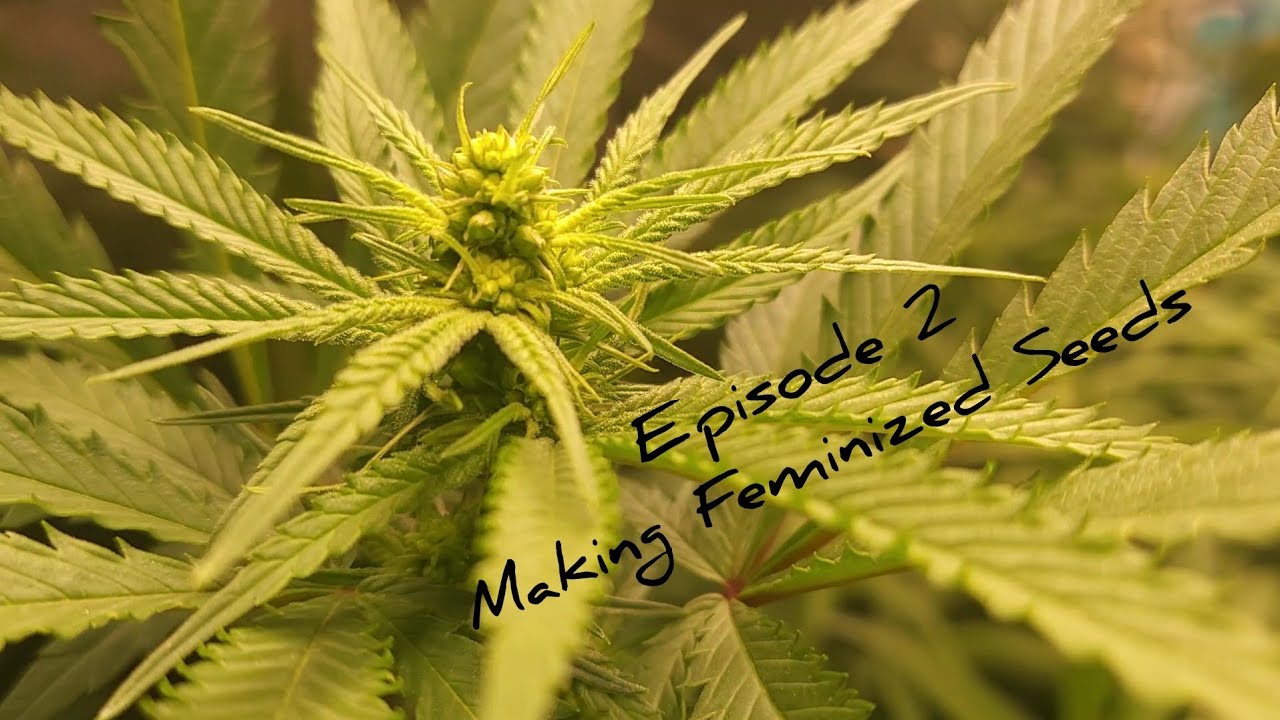 Episode 2. Making Feminized Seeds #tnbnaturals
