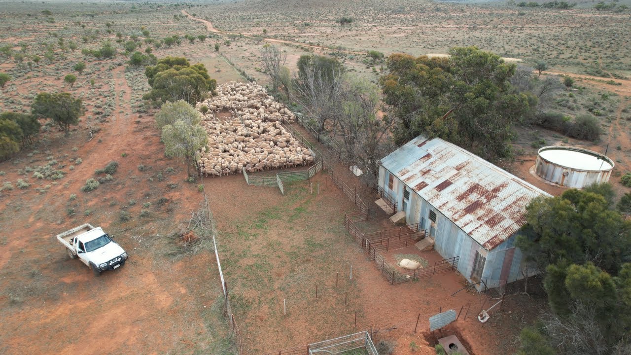 Back Out Bush | Crutching & Lamb Marking Preparations