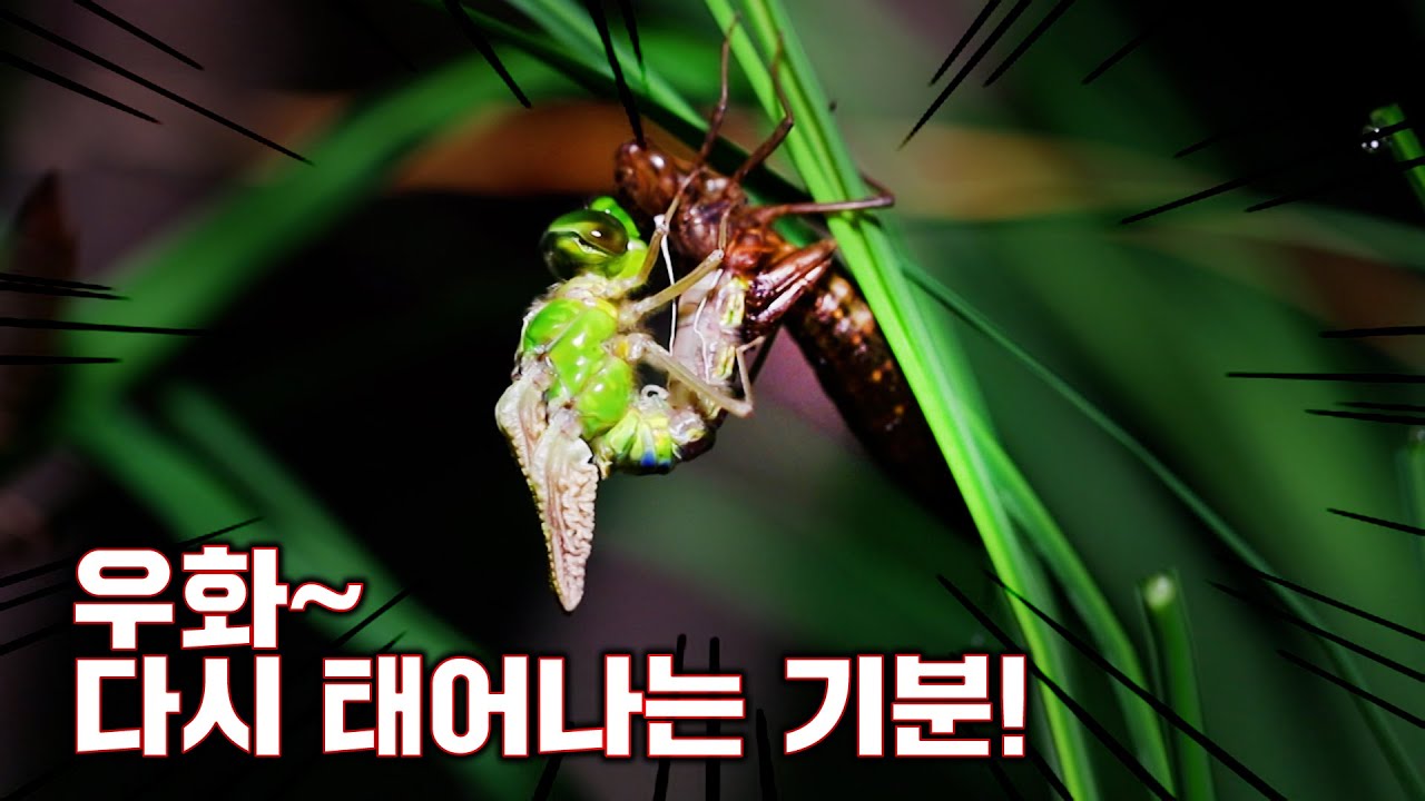 저 이제 날 수 있어요!!! 쭈구리에서 날개짓하는 잠자리가 되기까지