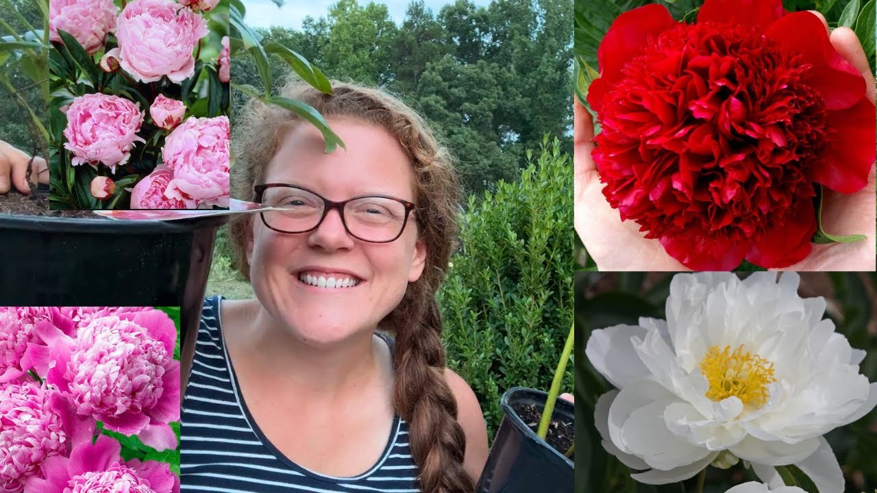 Epic Clearance Plant Haul! 🌸 Peony Perennials & More Garden Steals