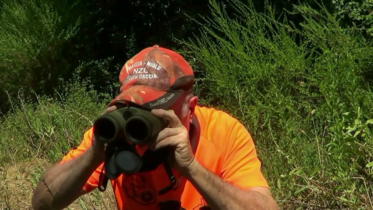 La Chasse du SANGLIER en Corse du Sud