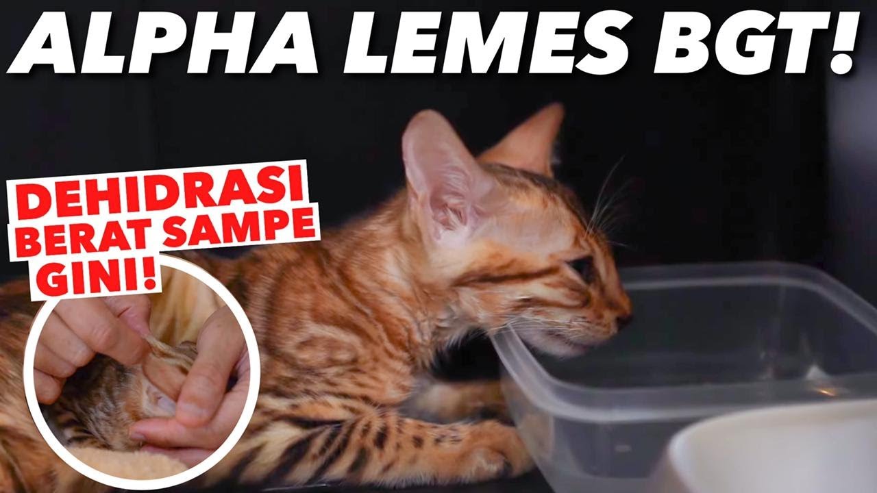 KUCING DEHIDRASI PARAH! INI SOLUSINYA 😭