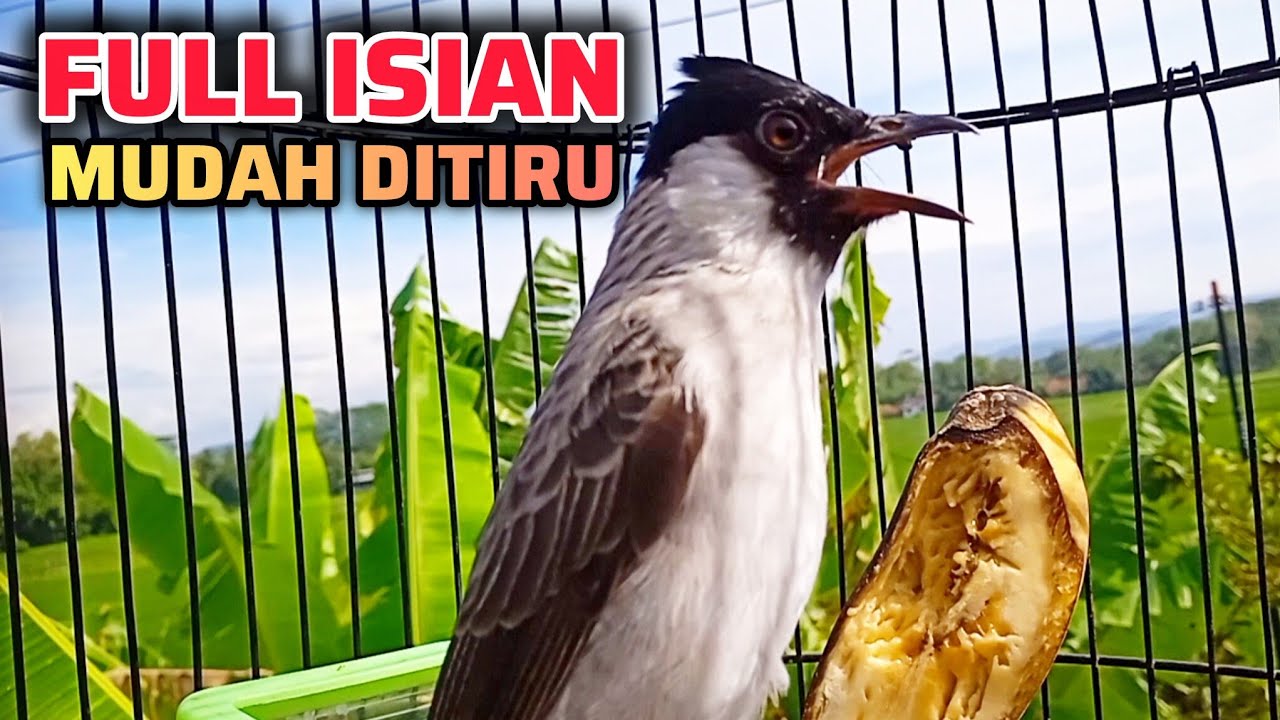 KUTILANG GACOR FULL ISIAN PALING MUDAH DITIRU KUTILANG LAIN