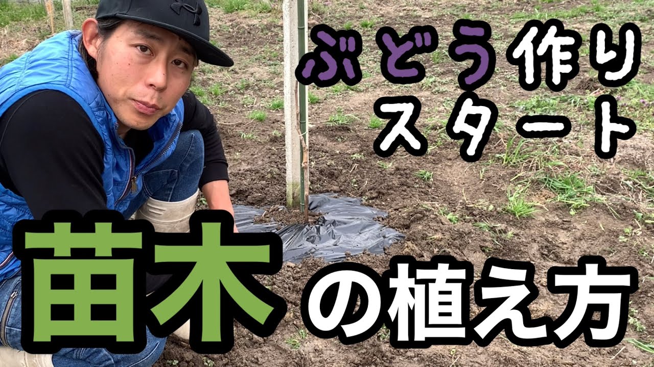 苗木の植え付け方法 ぶどう作りスタート！ 林ぶどう園 2021-3-11