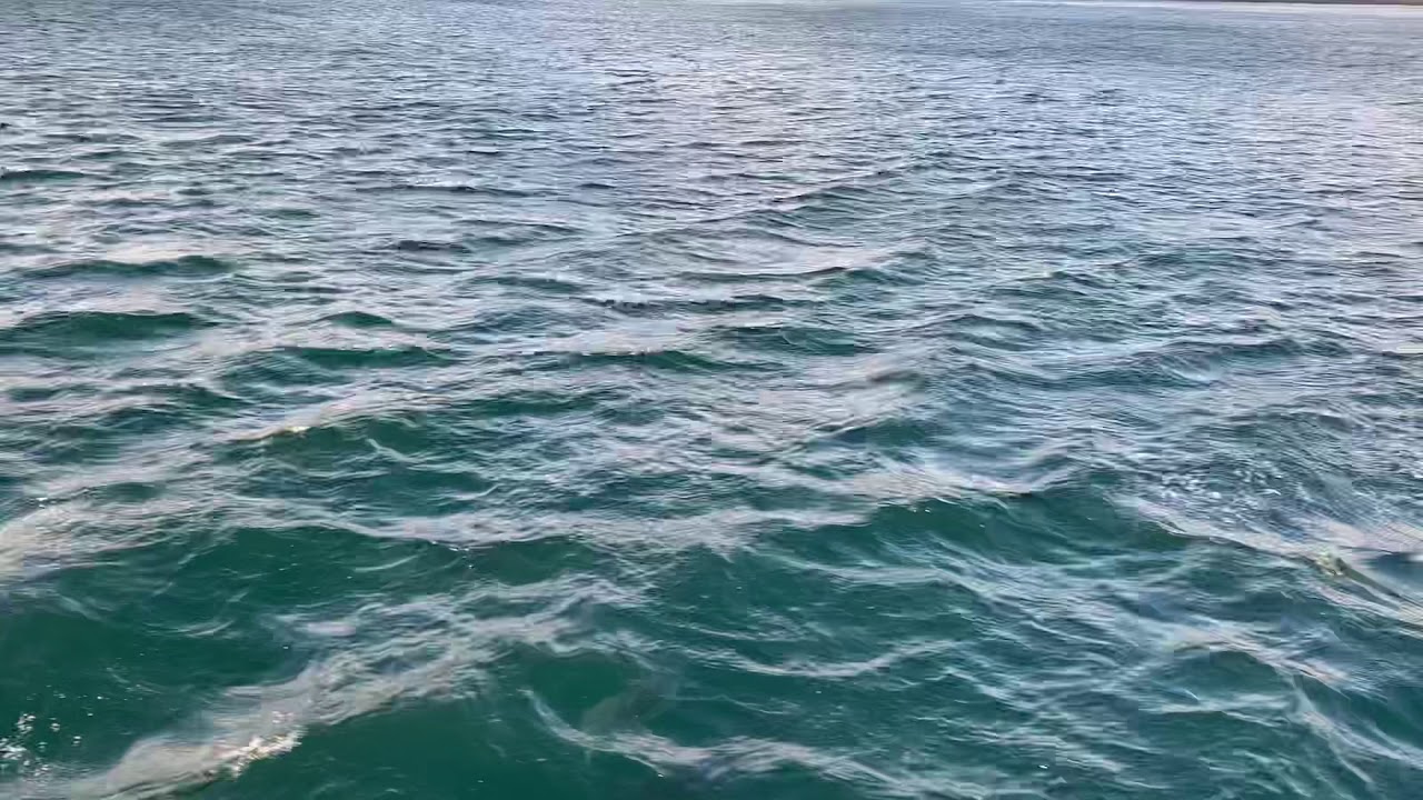 Bottlenose Dolphins- Rathlin Sound
