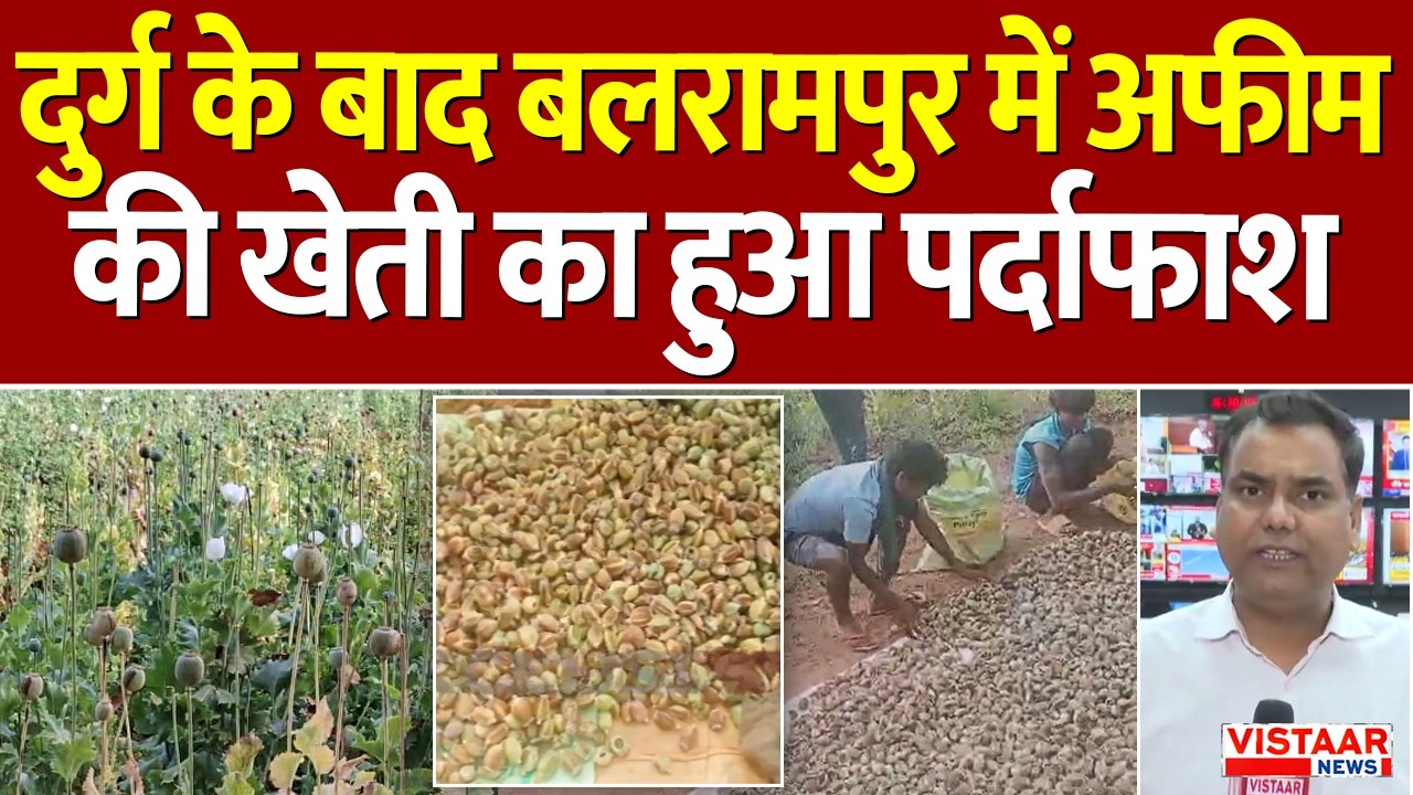Chhattisgarh Drug Opium Farming : Durg के बाद अब Balrampur में अफीम की खेती का हुआ पर्दाफाश | CG