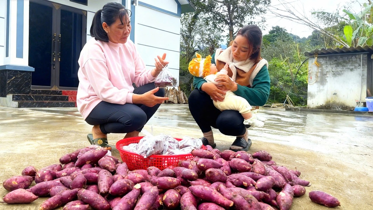 In the days leading up to the Lunar New Year. MAI harvests  sweet potato garden to process and sell.