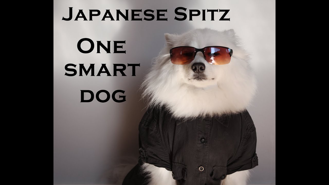 Japanese Spitz- Over 20 Tricks
