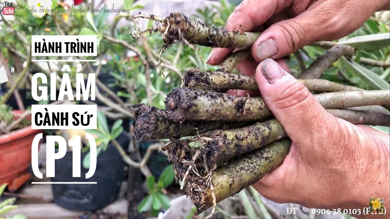 HÀNH TRÌNH GIÂM CÀNH SỨ (PHẦN 1) CỦA HOA BA TRỒNG? (#cachgiamcanh #CS91)