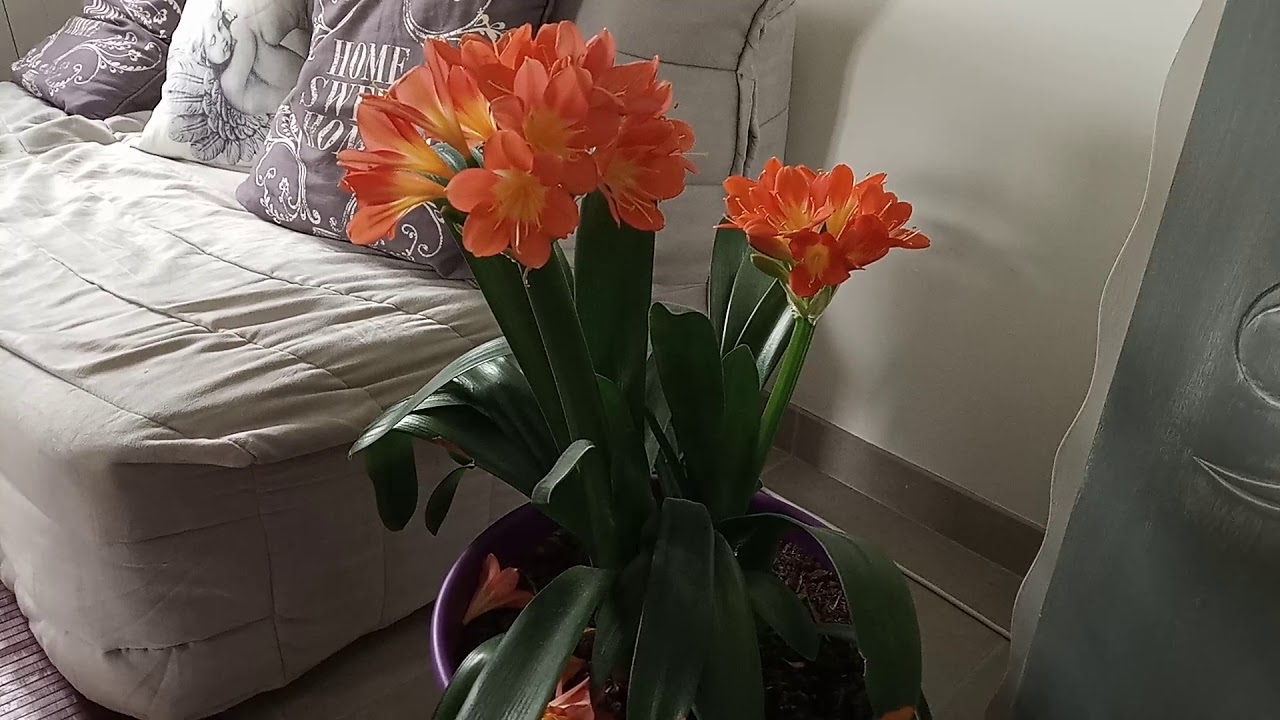 En &eacute;t&eacute;, Comment faire FLEURIR son CLIVIA