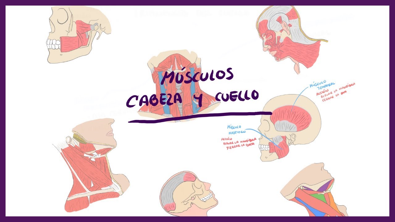 ANATOMÍA | Músculos de la Cabeza y cuello (Triángulos del cuello) | BLASTO