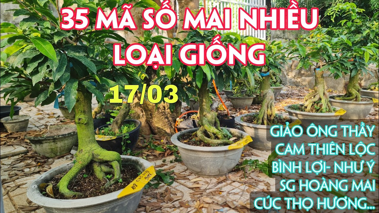 17/03. 35 Mã Số Mai Thành Phẩm Nhiều Loại Giống...☎Trang 0359910781