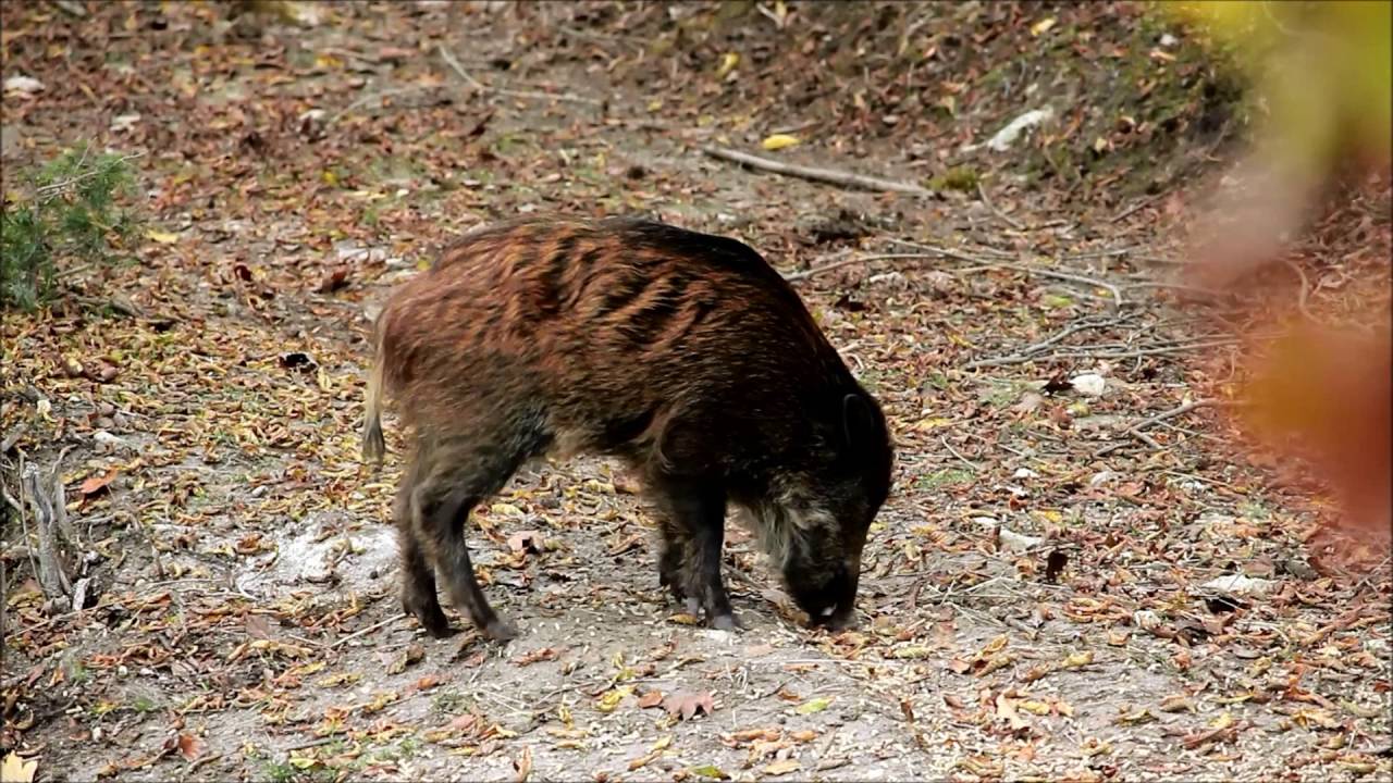 Caccia con l'arco al cinghiale. boar bow hunting