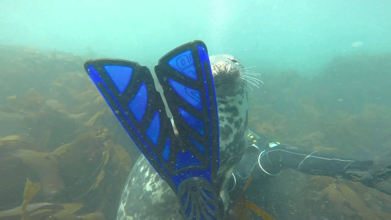 Lundy Seal (Mercian Divers BSAC 2463)