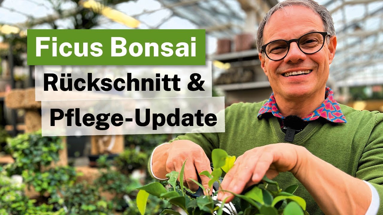 Ficus Bonsai Ginseng: Ein Jahr nach dem Umtopfen – Rückschnitt & Pflege-Update 🌳✂️
