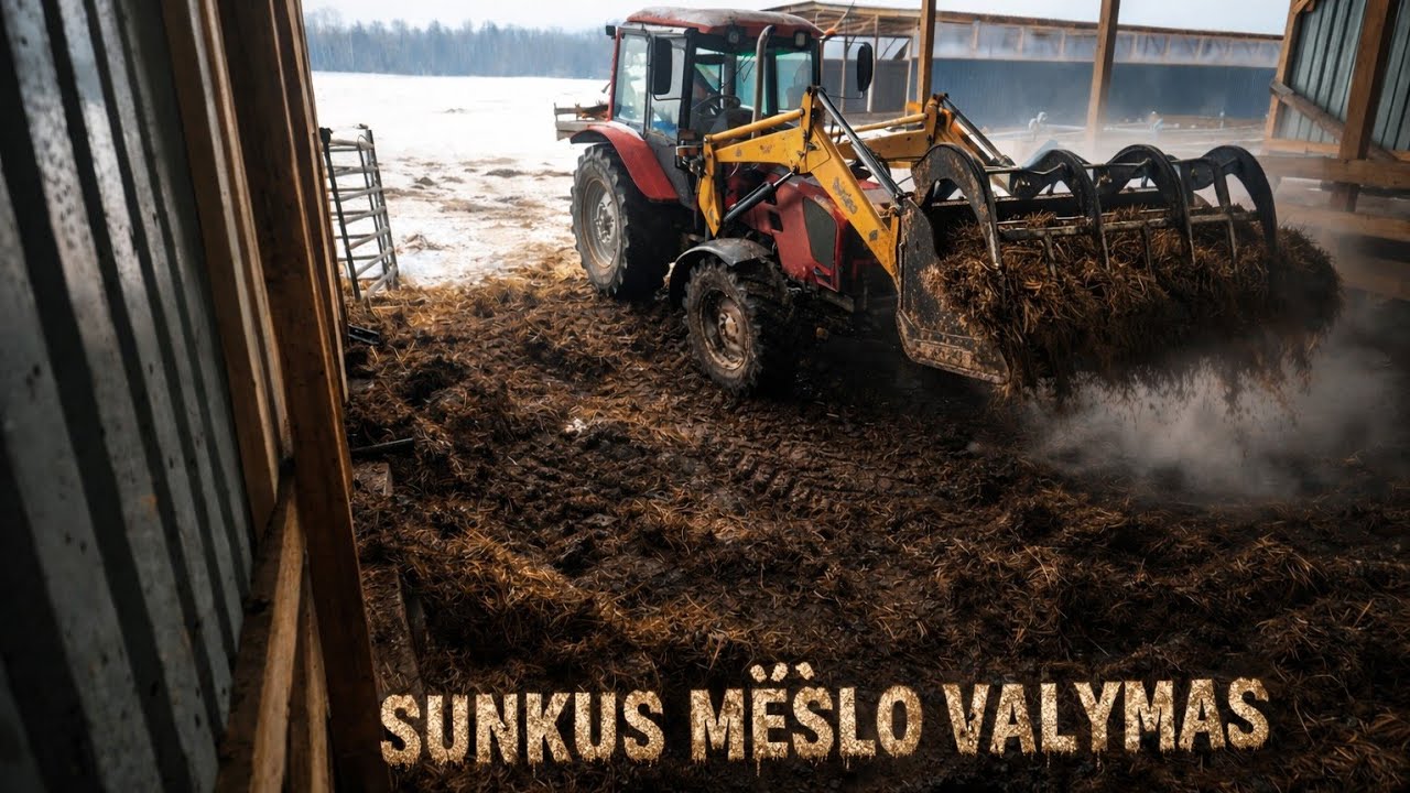 EkoŪkis #106 ŽIEMOS GYVENIMAS VYKSTA - MĖŠLO VALYMAS, TELYČIOS DAROSI RANKINĖS.