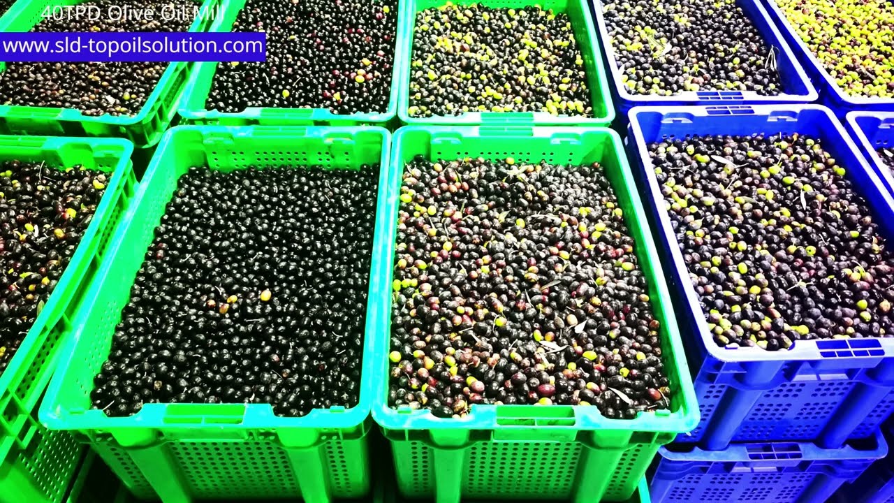 40TPD Olive Oil Mill