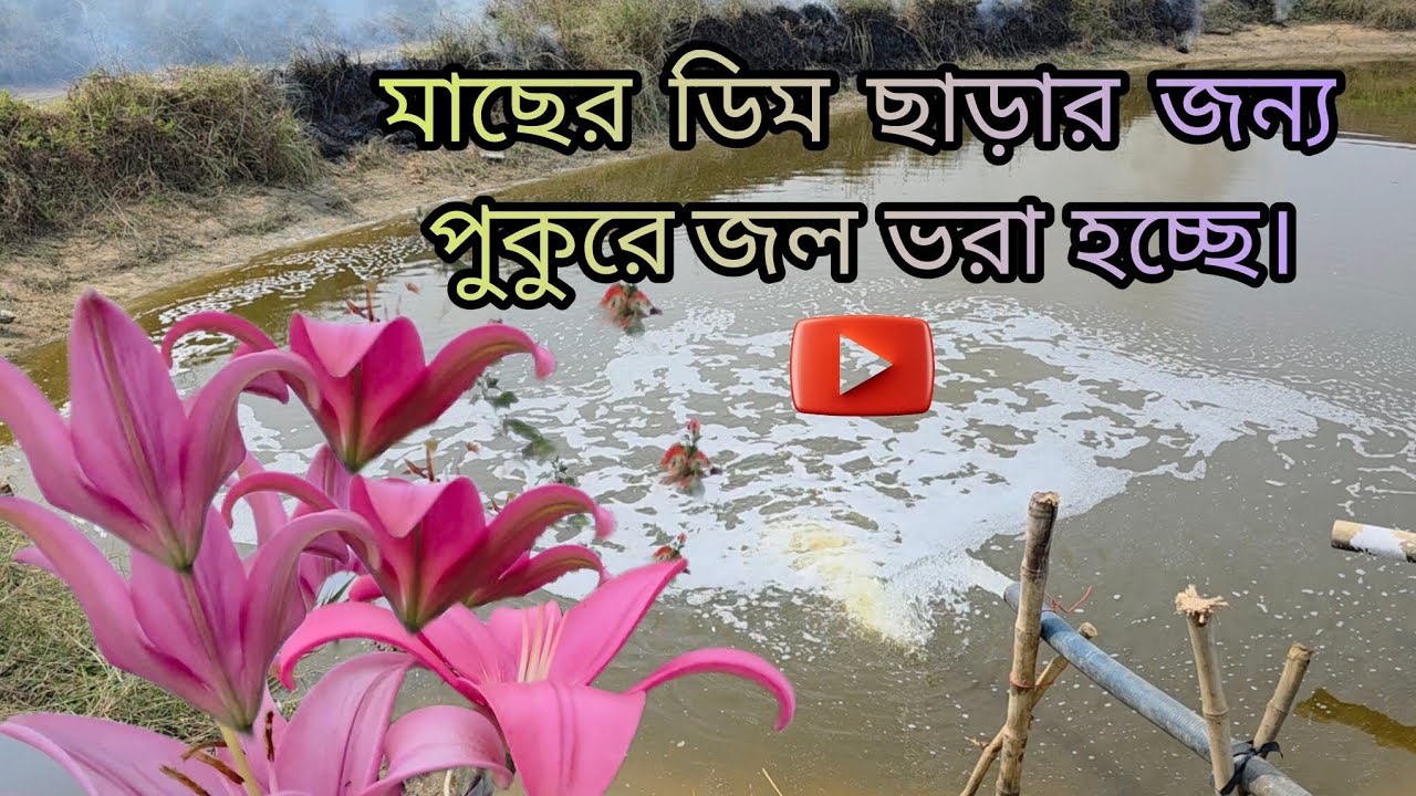 মাছের ডিম ছাড়ার জন্য পুকুরে জল ভরা হচ্ছে।##grambanglavillagefarming 