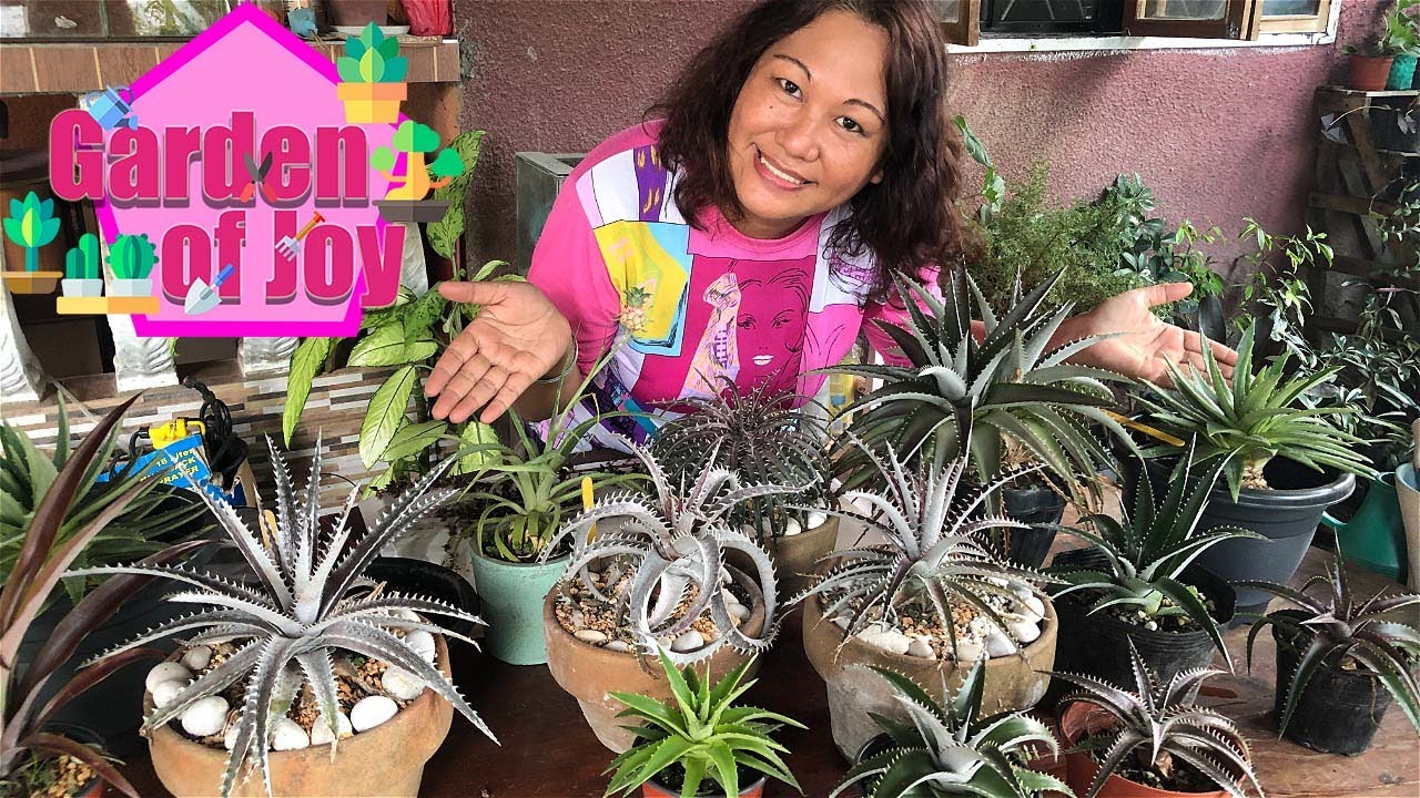 Dyckia Care Tips and Propagation