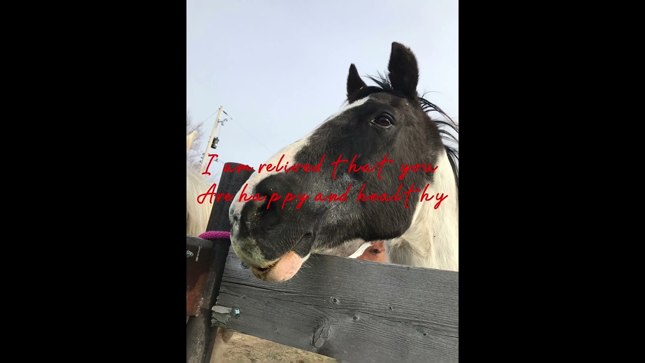 A message to my horse &hearts;️ #horselover #liveforever