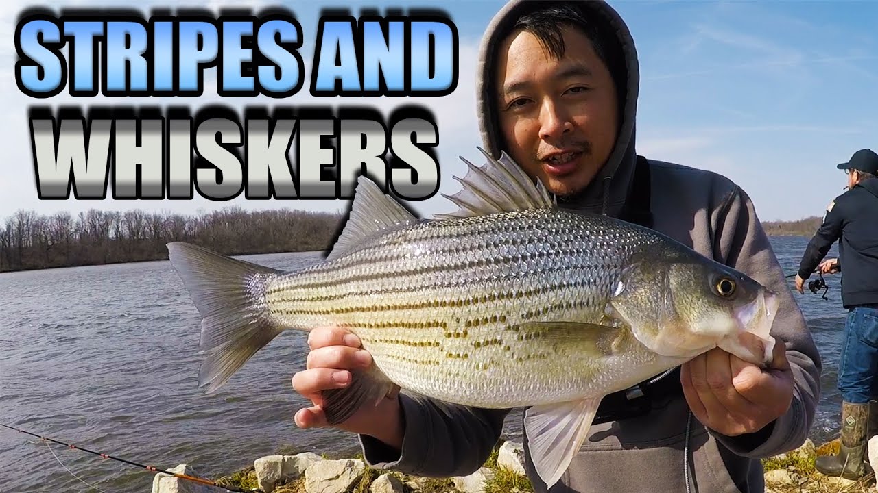 I Wasn't Expecting to Catch These | Fishing for Catfish and Wipers