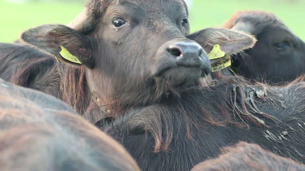 Buffalo Dairy Farm Life With Tagged Herds Grazing
