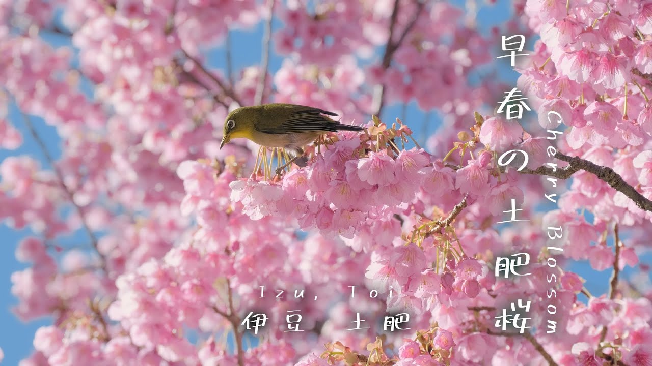 【まち歩き】冬に咲く桜、伊豆の土肥桜を眺めて歩くVlog。土肥金山や寺社、レトロな街並みを観光する。/ Japan trip, Viewing Cherry Blossoms in Toi, Izu.