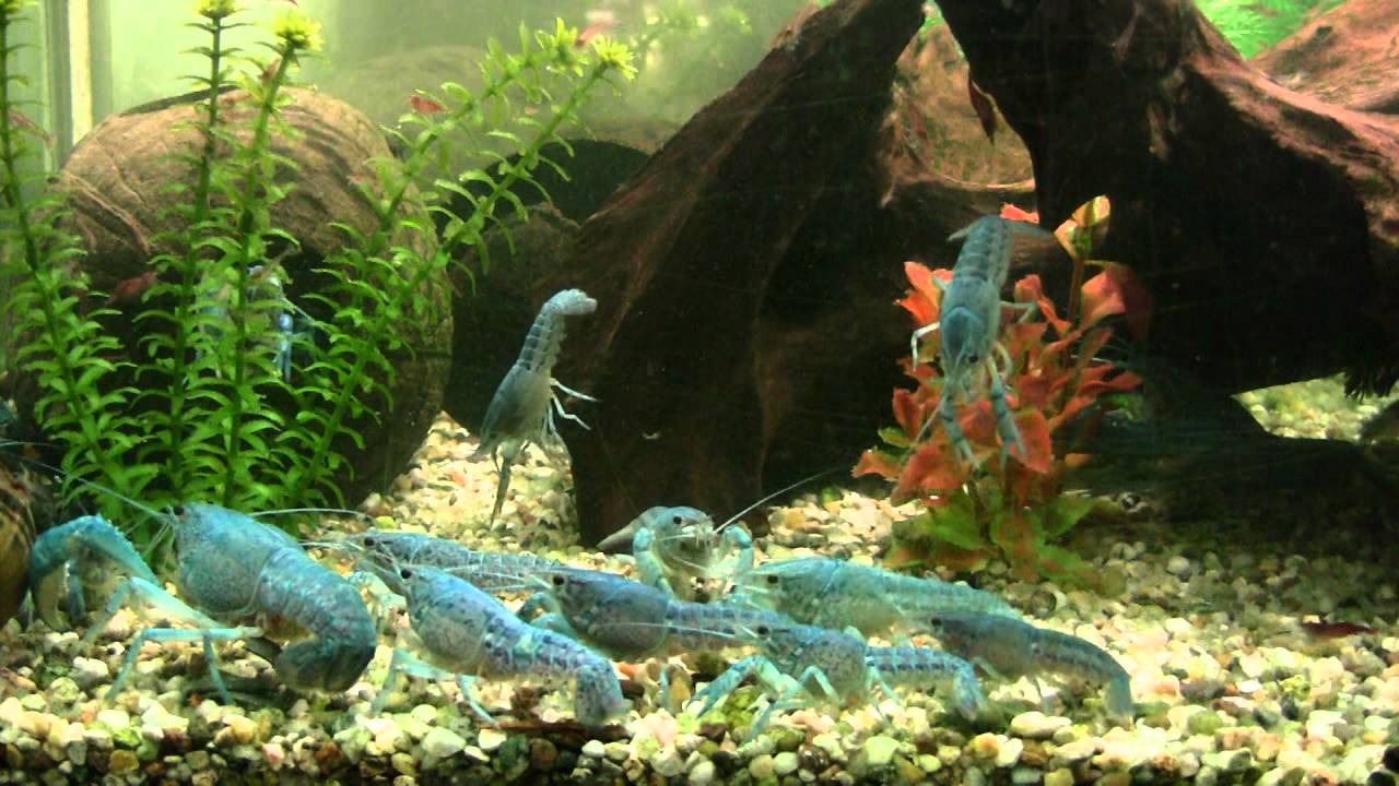 Fütterung blaue Florida Krebse.WMV