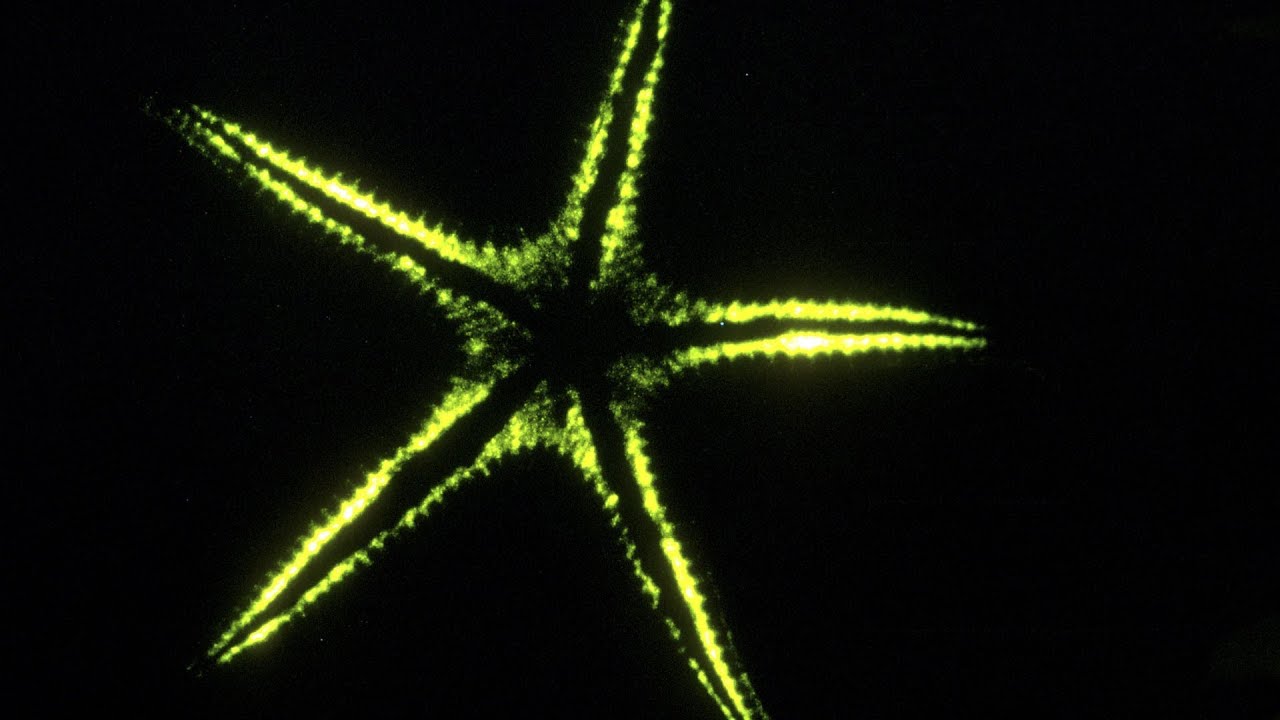 The weird, wonderful world of bioluminescence - Edith Widder